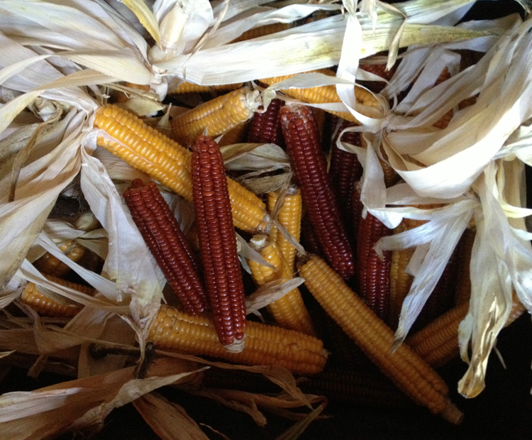 AlprillaGrain-Corncobs.jpg