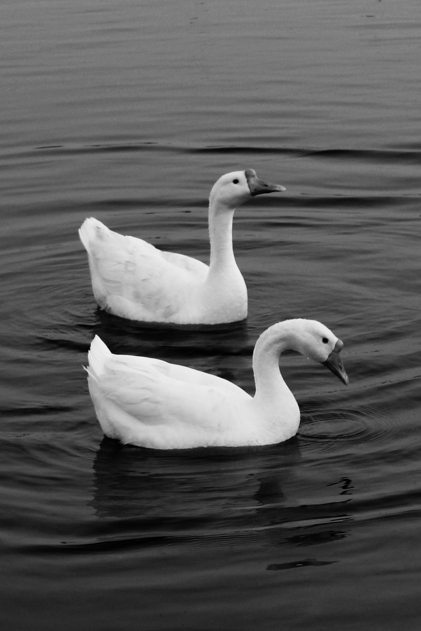pexels-swapnil-sharma-1837167.gif