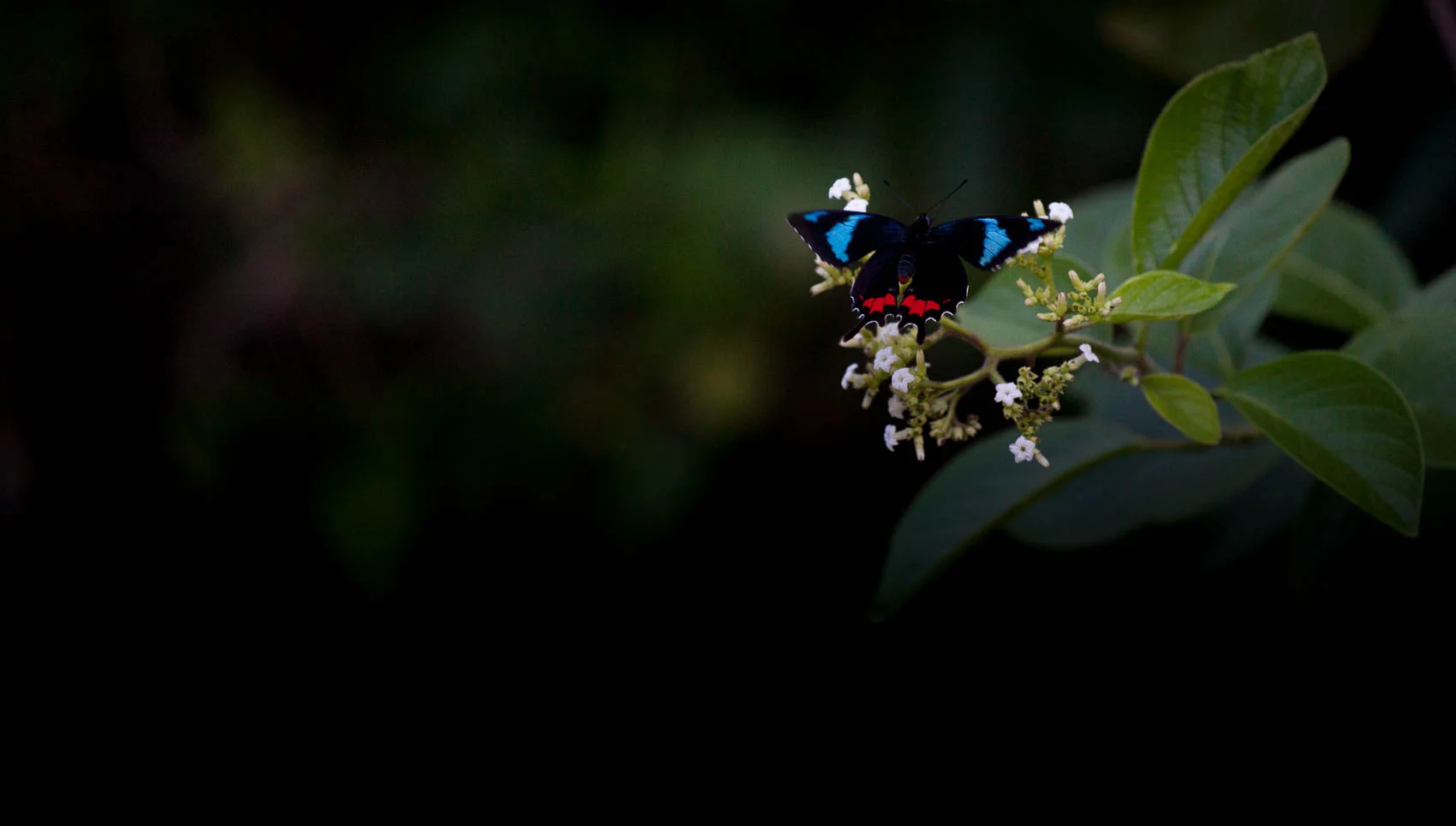 butterfly.jpg