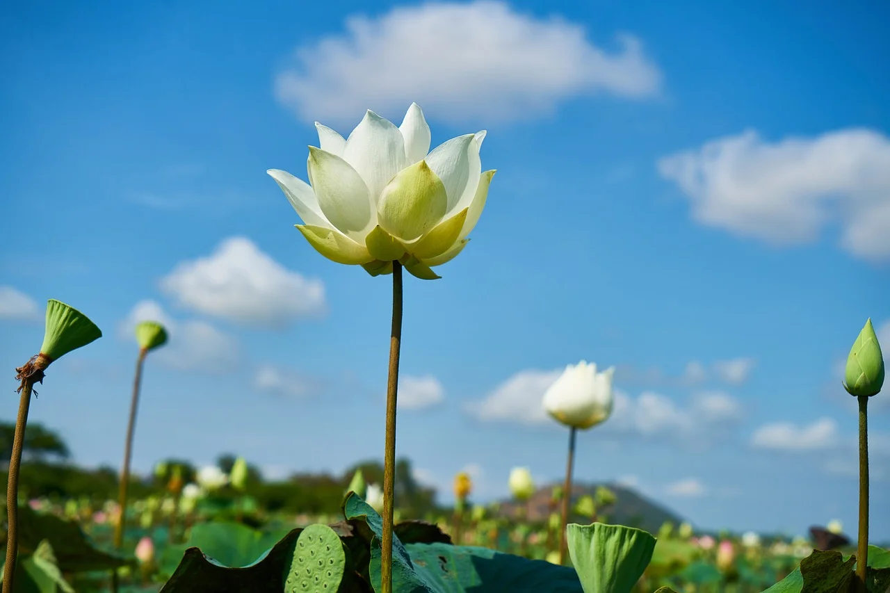 a-lotus-connection-yoga-retreat-chiang-mai.jpg