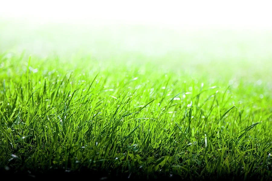 green-grass-background-enjoynz.jpeg