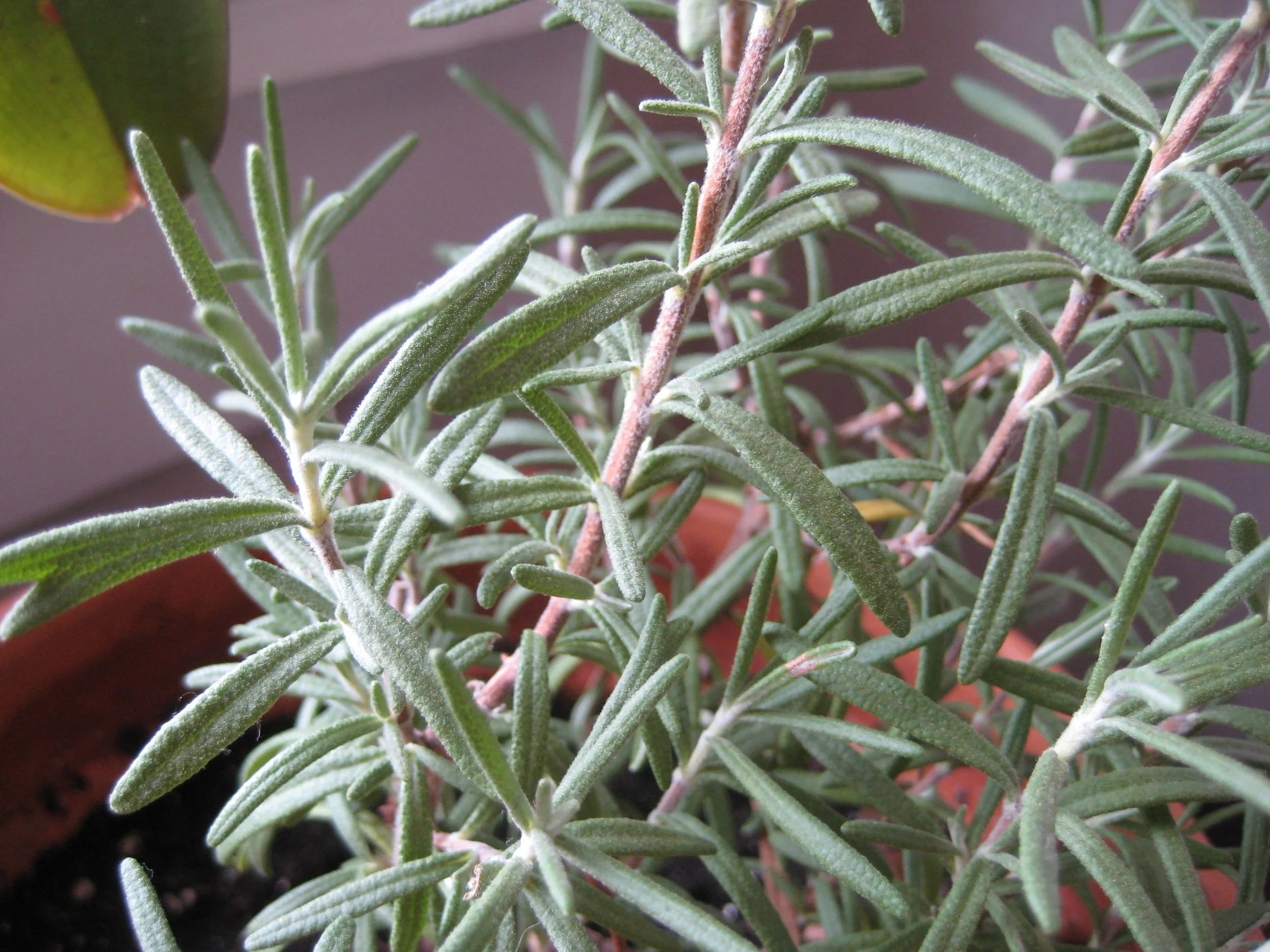 Rosemarinus officinalis