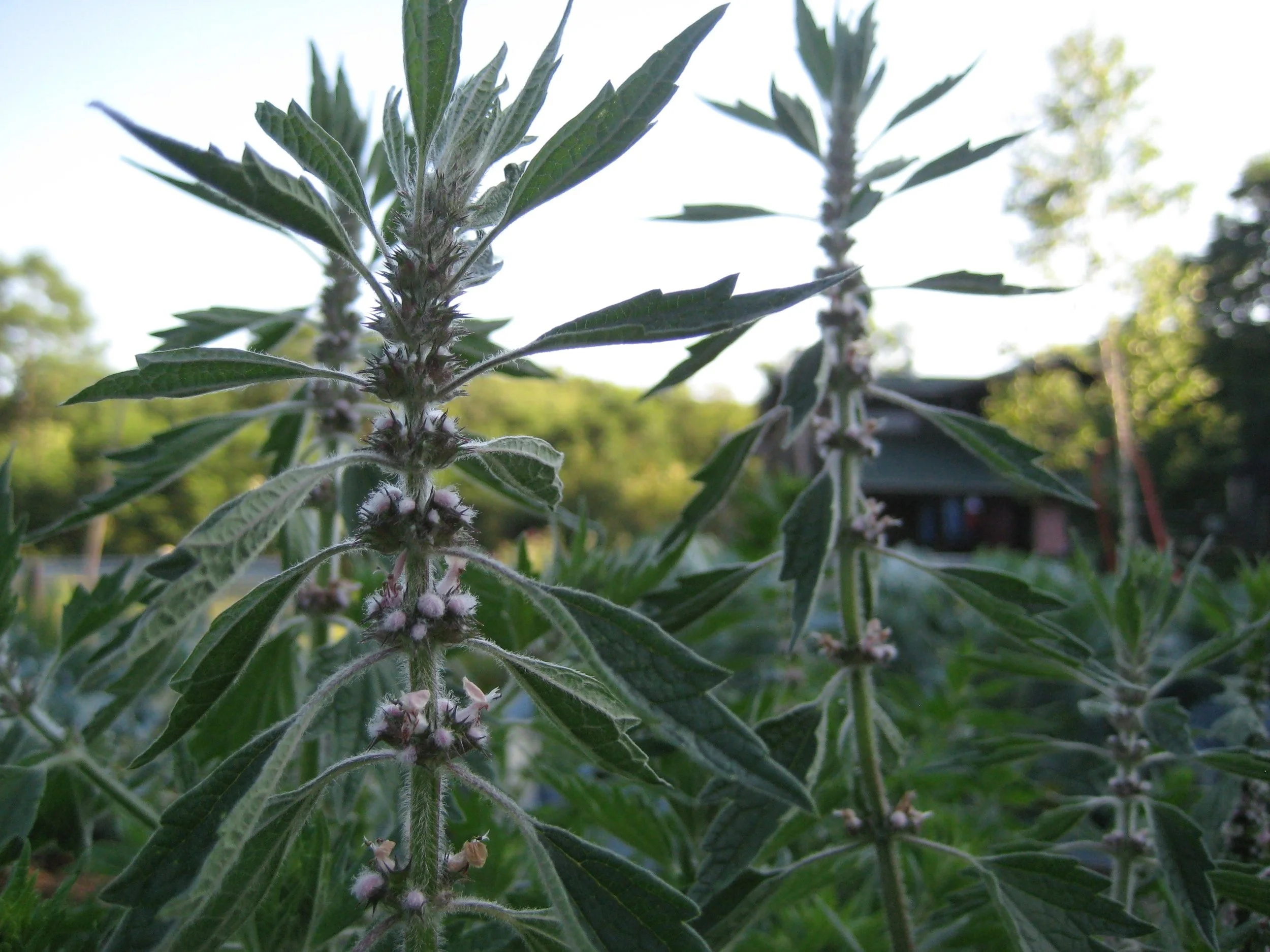 motherwort.jpg