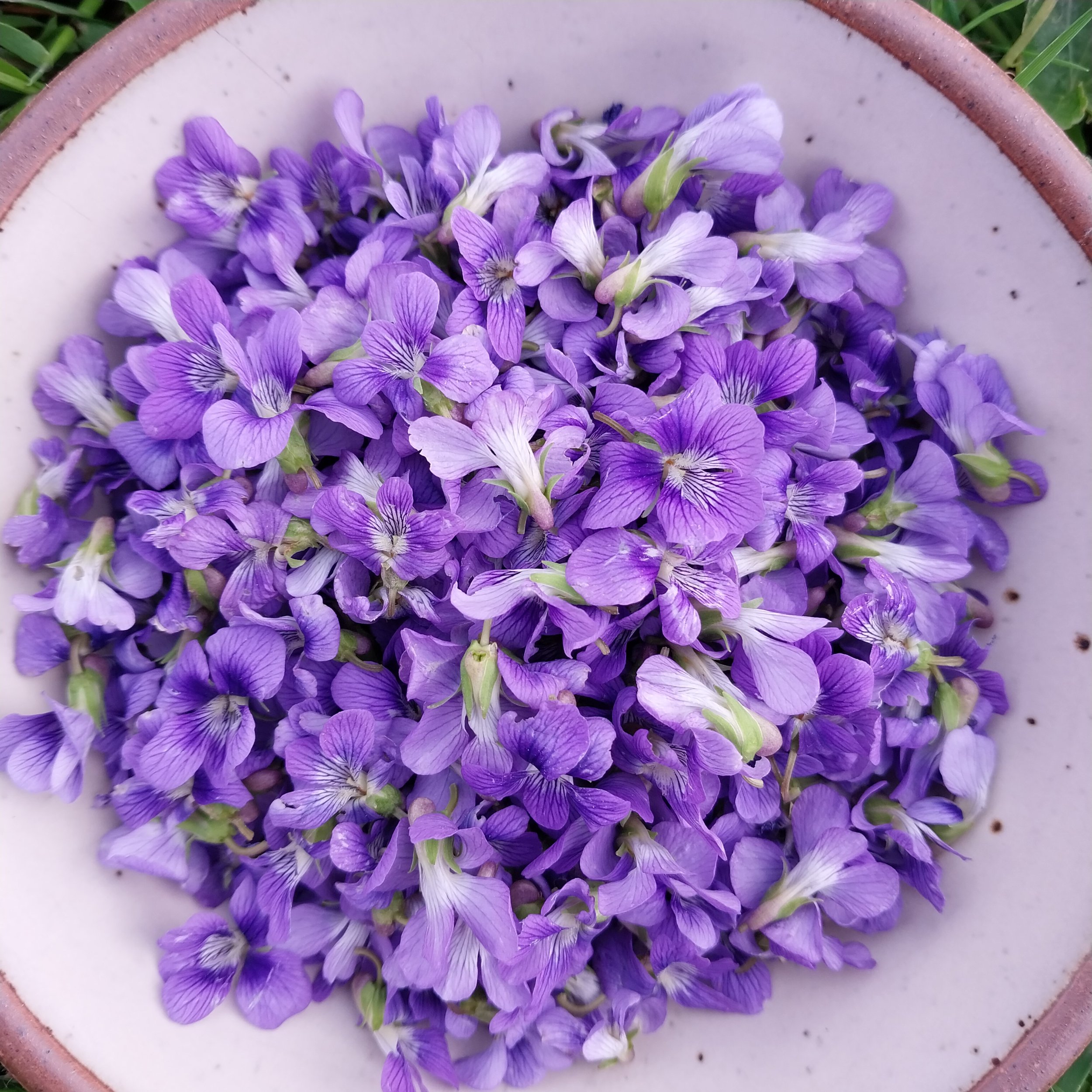 Violets: St. Valentine’s Ink