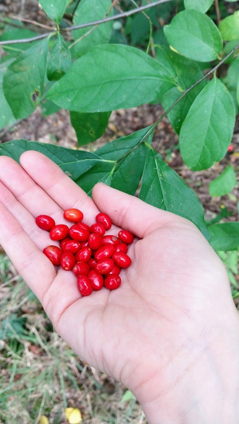 Spicebush: A Native Spice