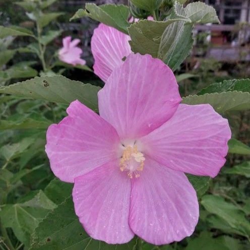 20250806_073613.jpg