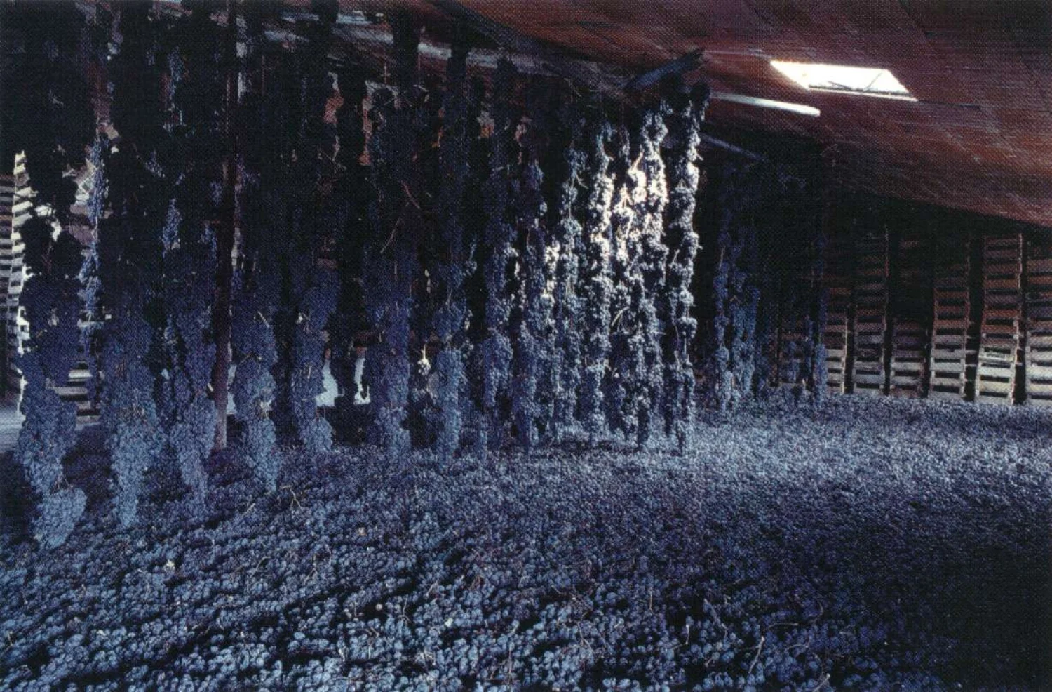 Het drogen van de druiven amarone.jpg