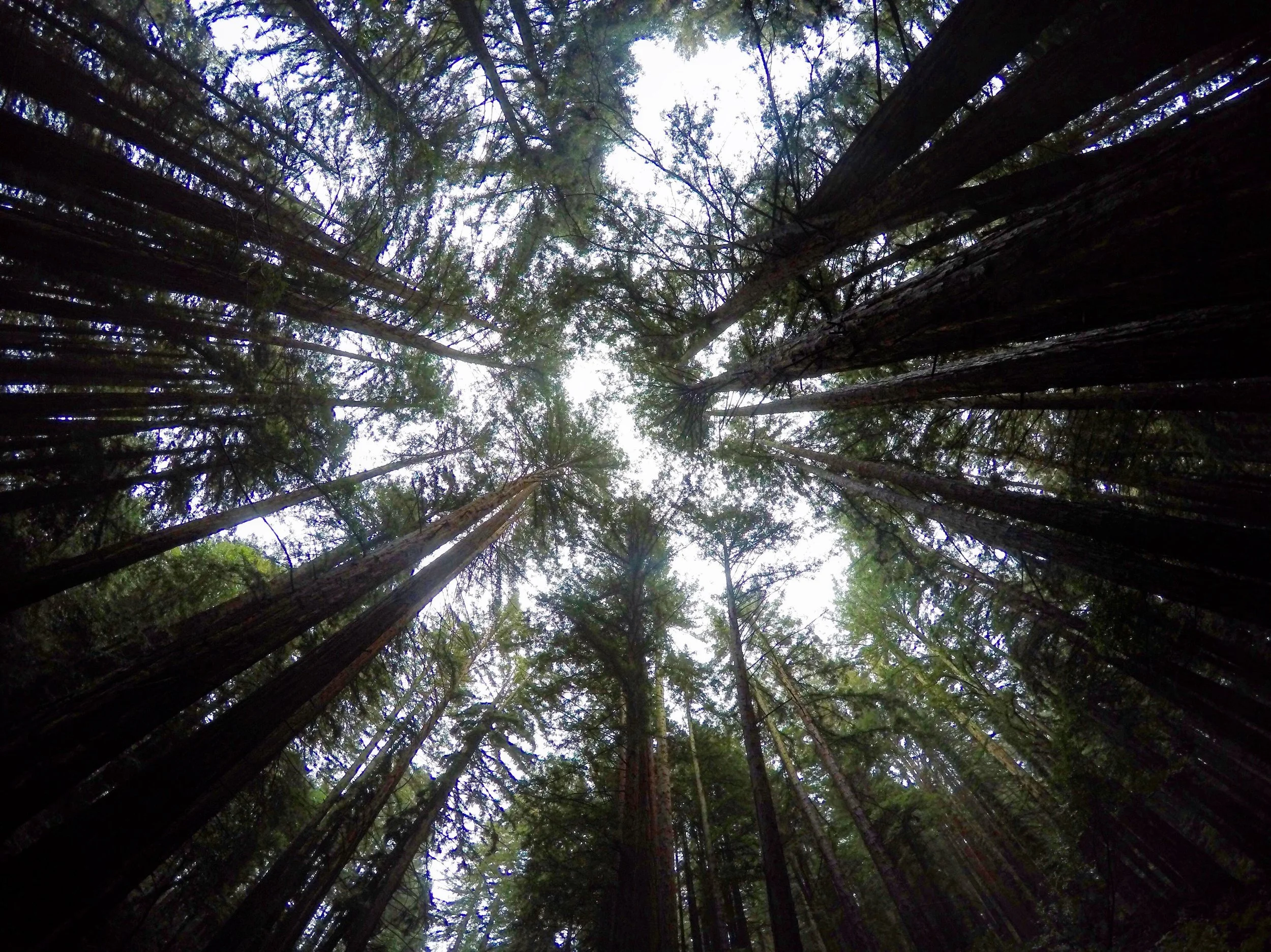 Redwood Regional Park, Oakland. 