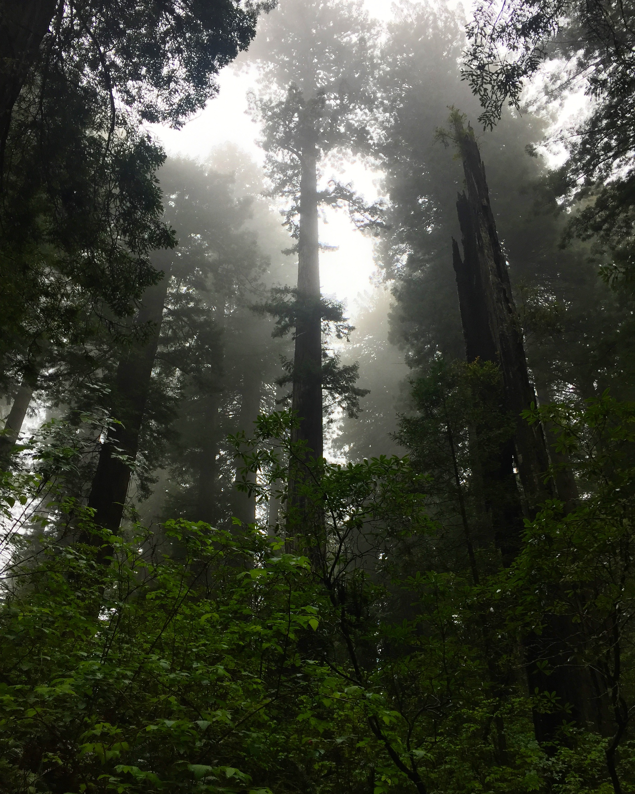 Damnation Creek Trail, Del Norte Coast Redwoods State Park