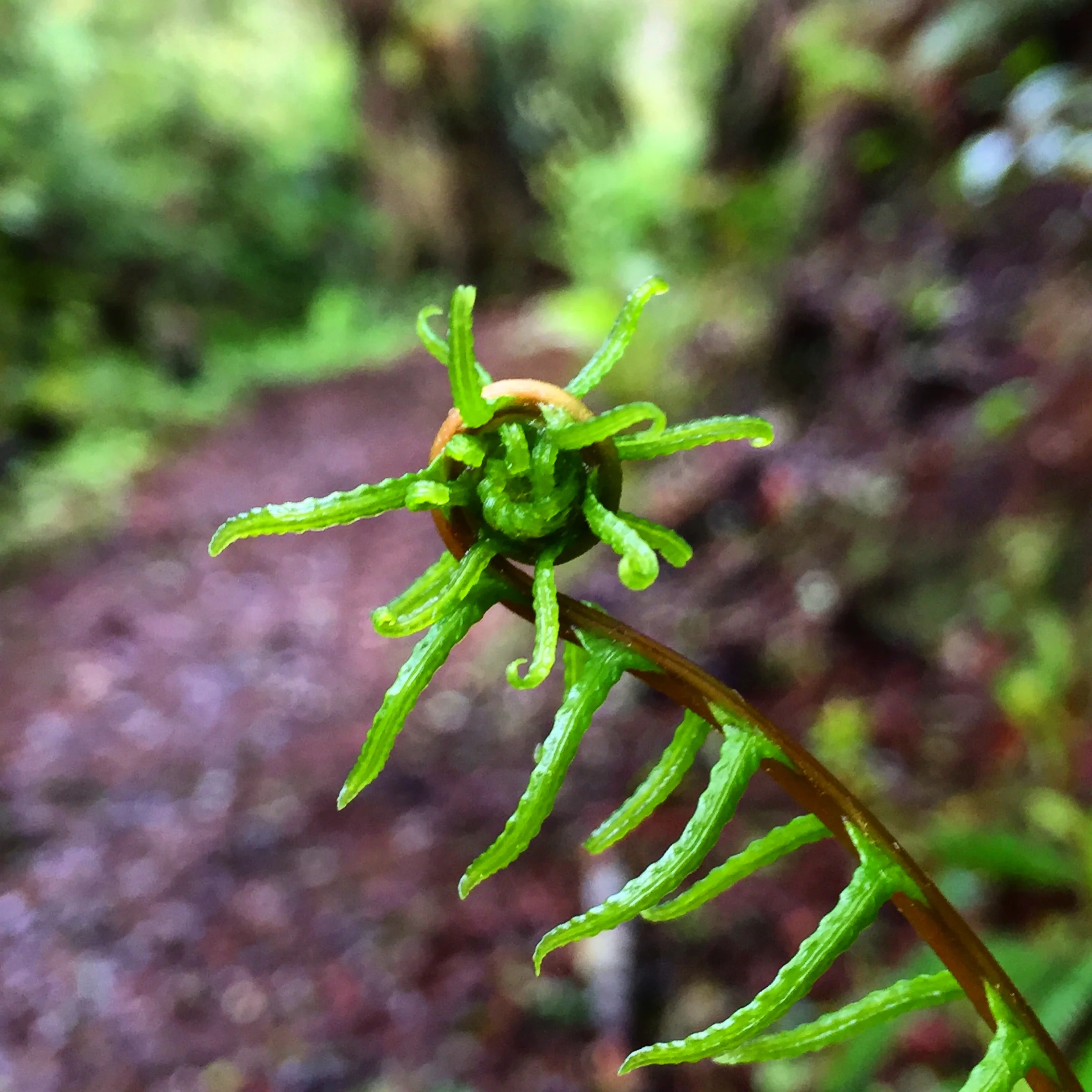 Unfurling ferns. A subtle reminder that we are all still becoming, unfolding, and opening up into our fully-expressed selves. 