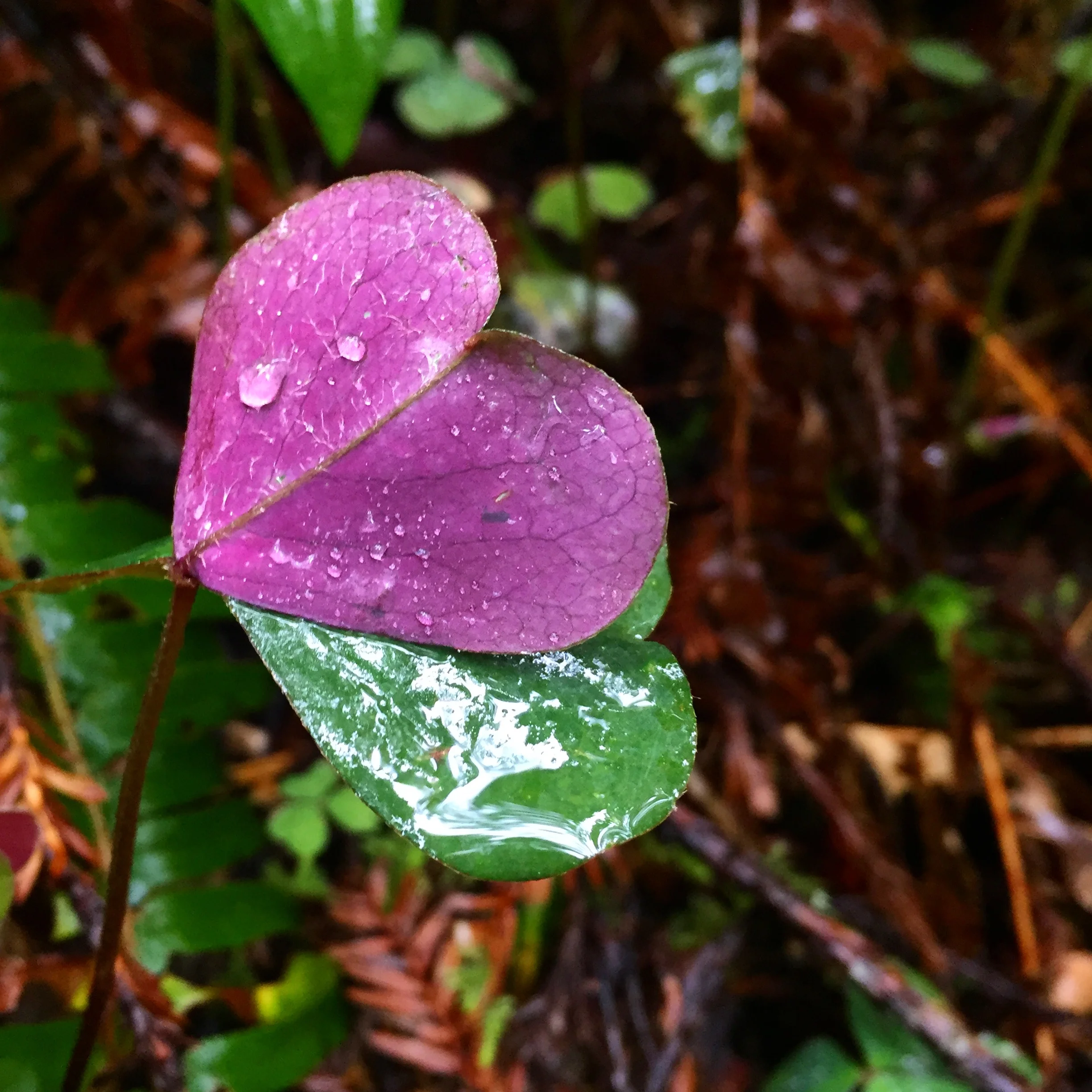 Little reminder from nature, sprinkled all along the trail. You are loved.