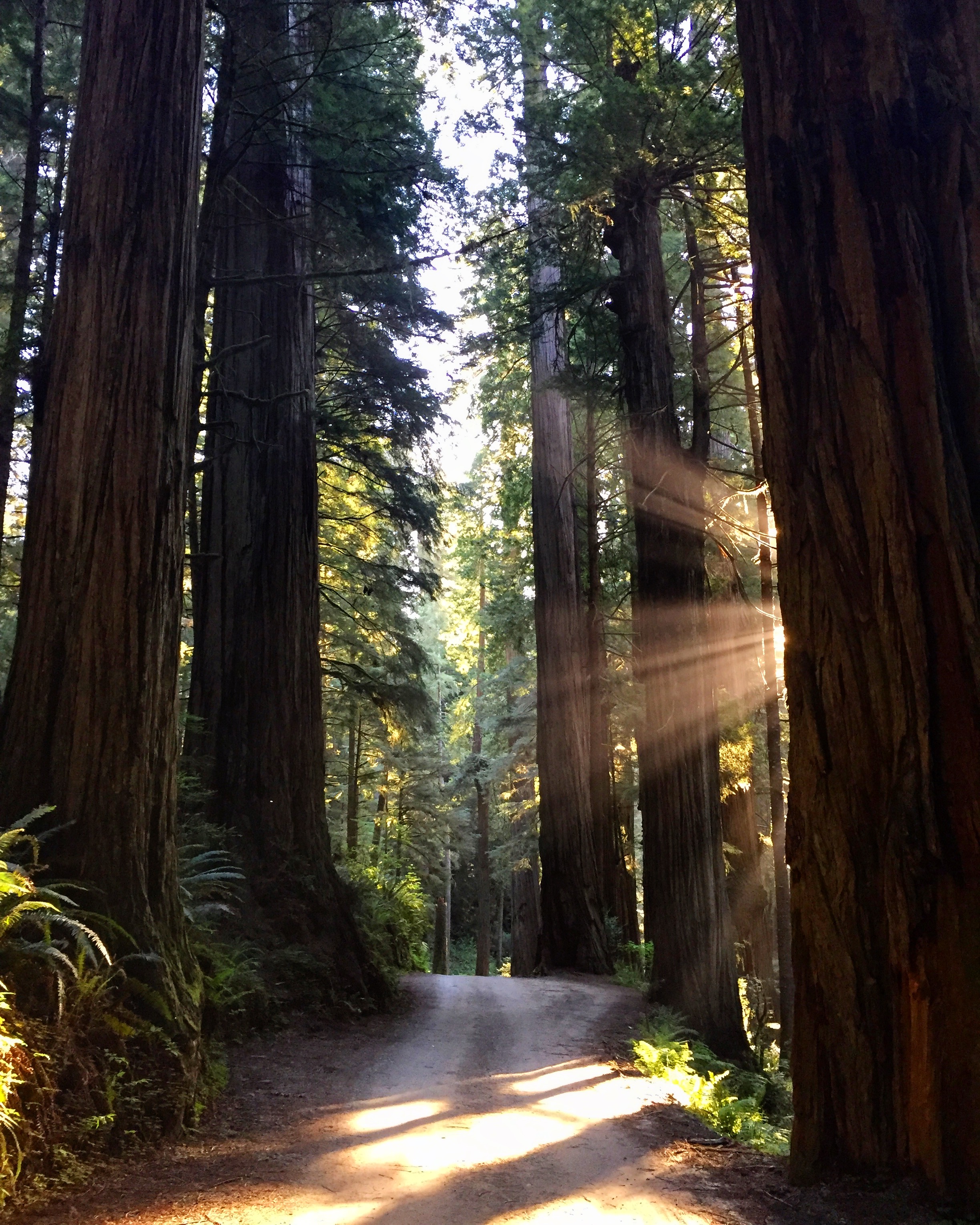 Jedidiah Smith Redwoods State Park