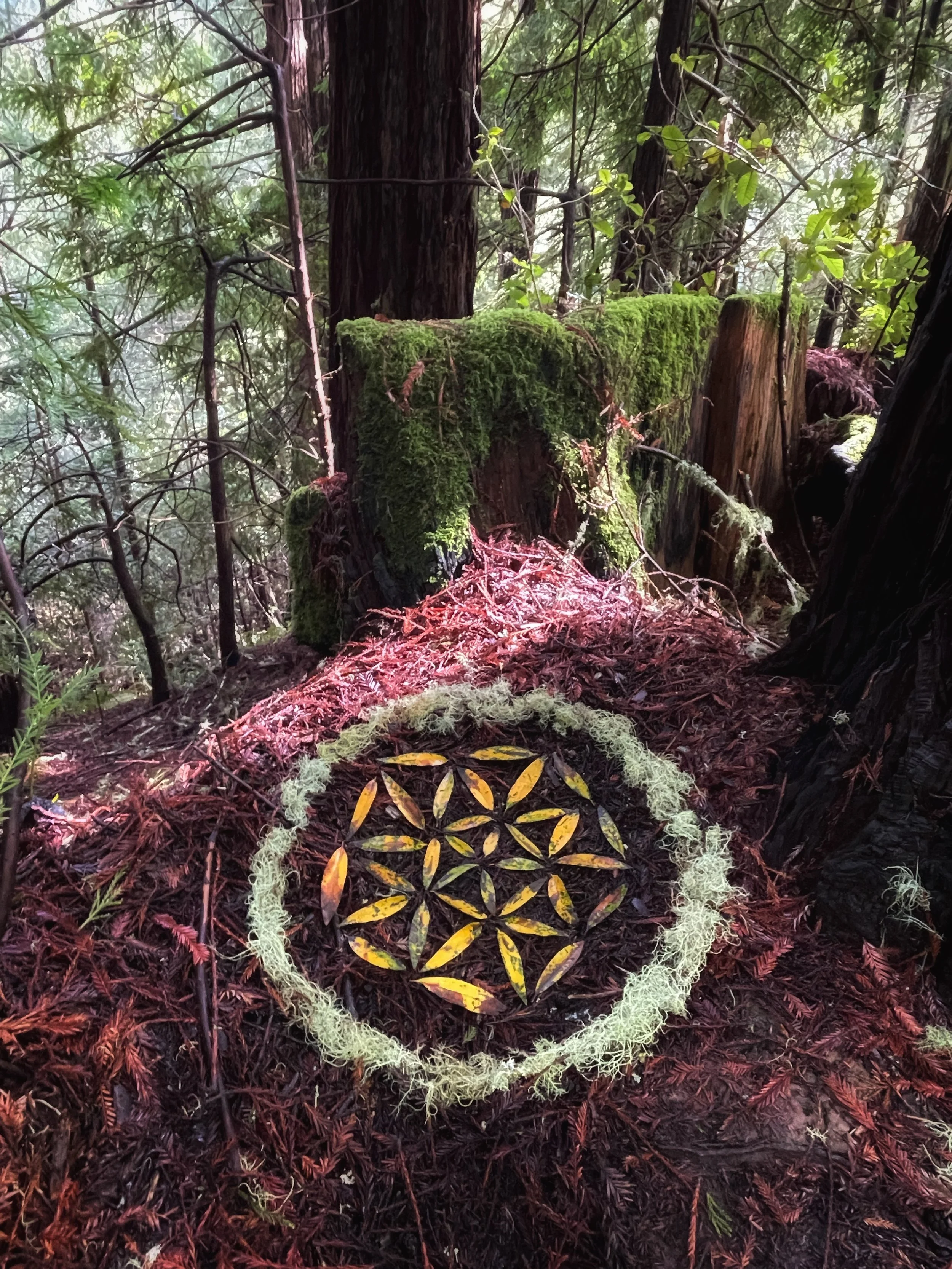 Wholeness  (March 2024)   May we re-member and celebrate all of our parts and honor how together, they create wholeness.   Made with bayleaf and moss. Purisma Creek Redwoods, Half Moon Bay.