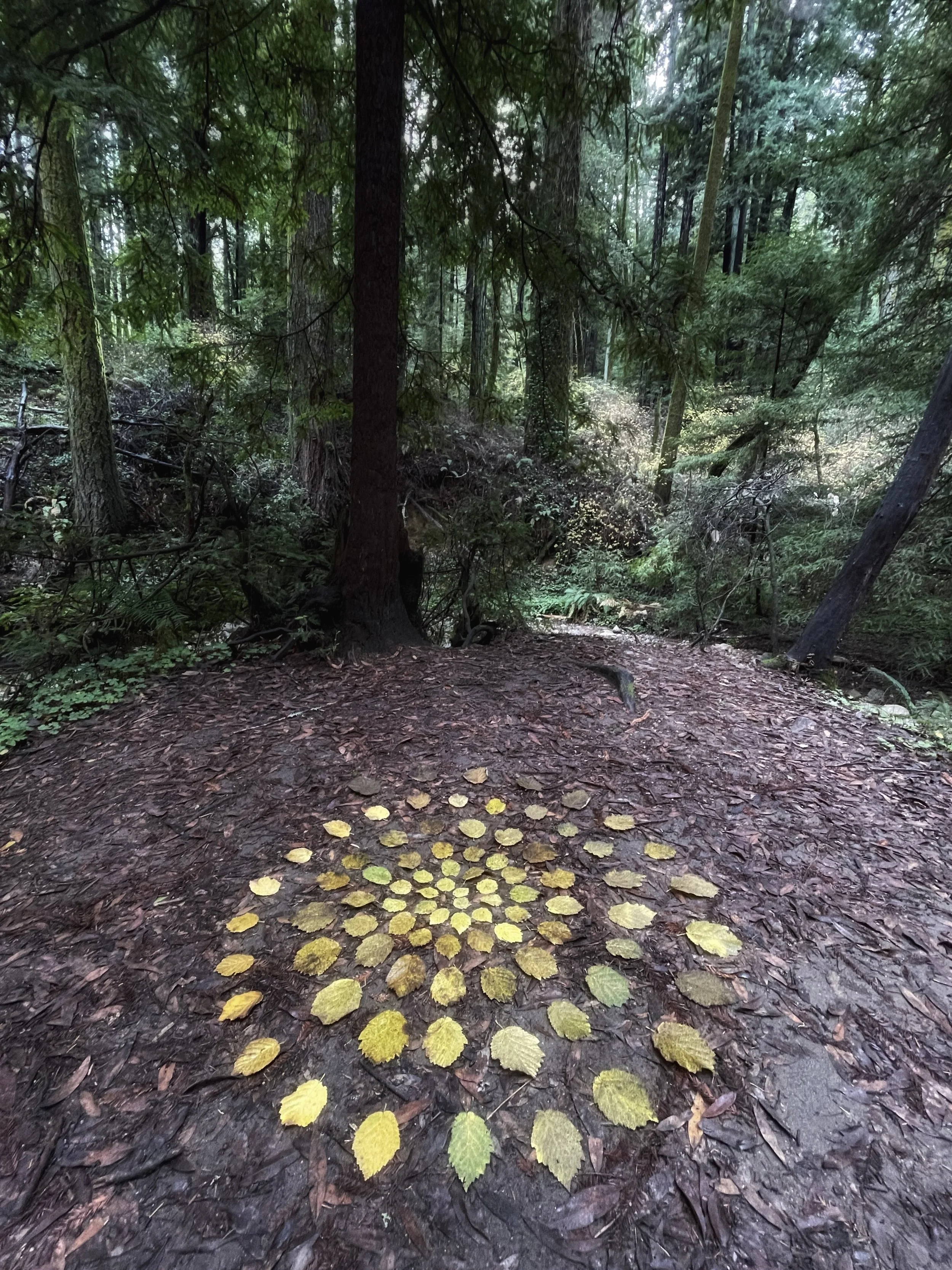 Spiraling Up  (December 2024)  Sometimes in life it feels like we’re always coming back to re-learn the same lesson. But in reality, we’re experiencing it on a new level, with a deeper knowledge from past situations that continue to upgrade us. The