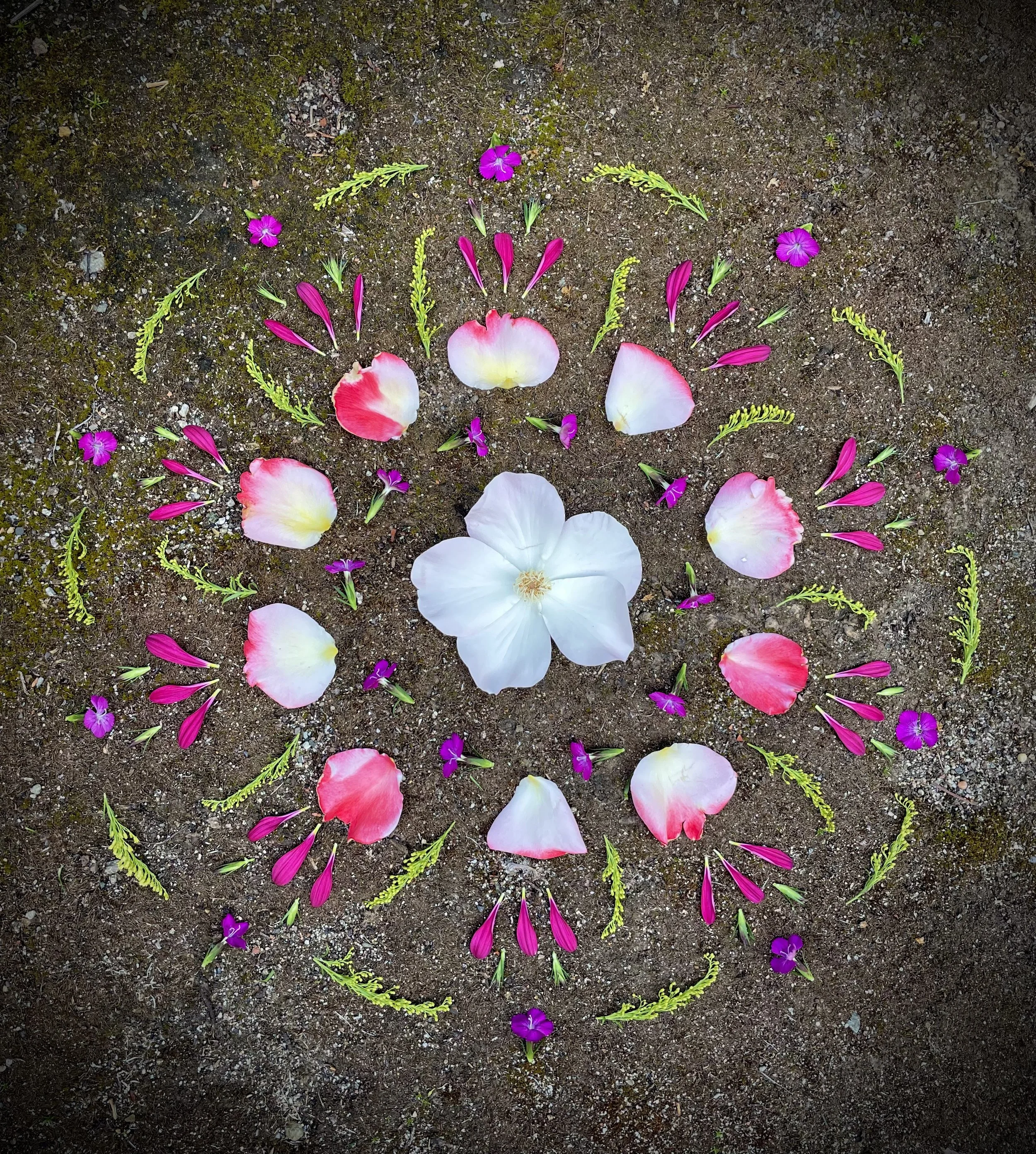 Grief and Love  (May 2024)  This impermanent earth art was created in remembrance of my meditation teacher, Mark. Saturday was the 3-year anniversary of his passing, as symbolized by three purple petals. The red and white rose petals signify how gr