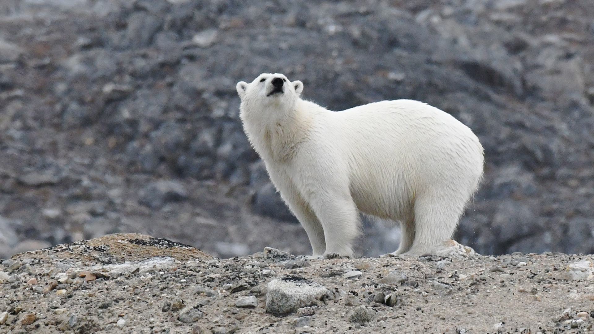 Above the Arctic: An Intel Drone Expedition 