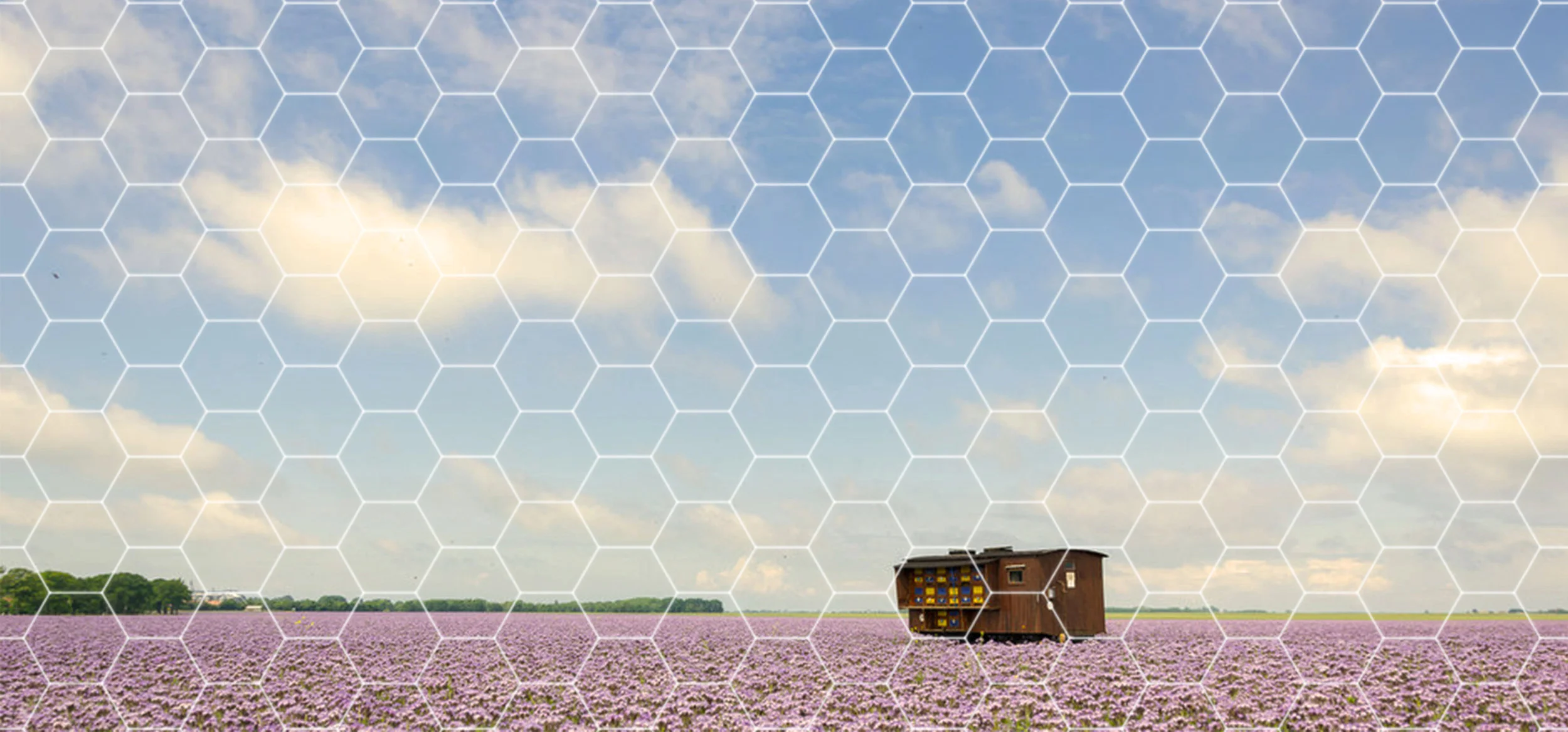 Pollination Politics.jpg