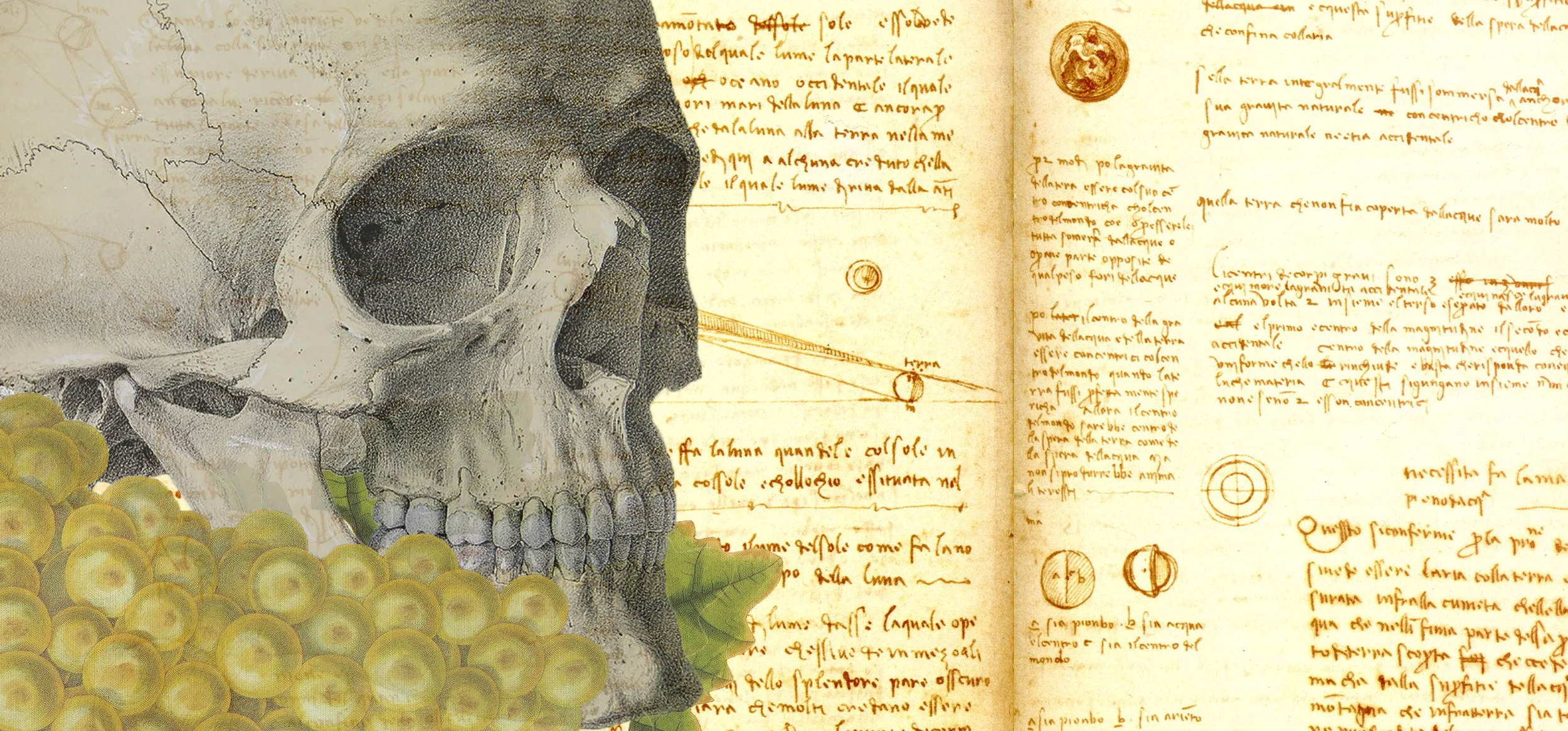 Web Graphic - A Humanist's Adventures in Anatomy.jpg