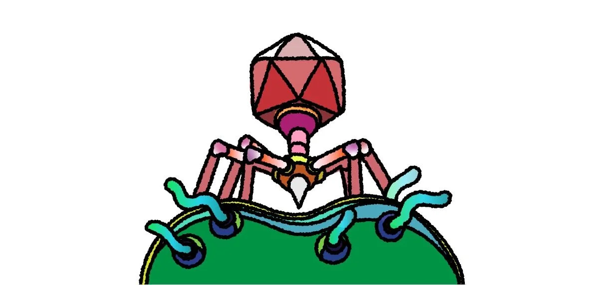 bacteriophage.JPG