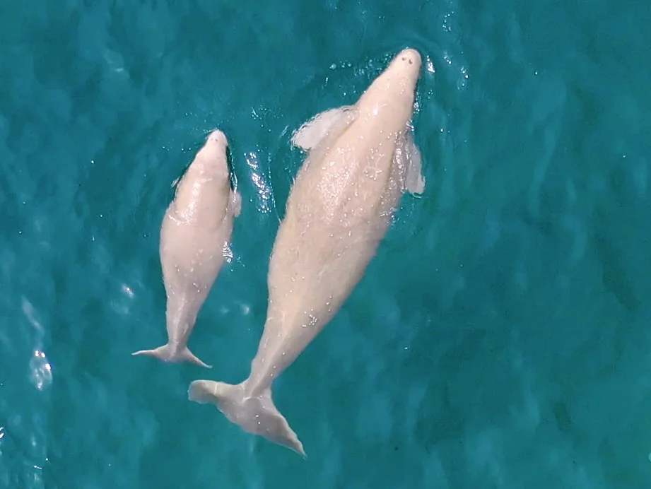 Seagrass Tales, Dugong Trails