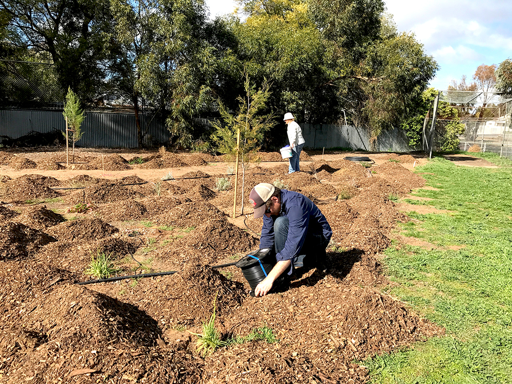 Work in progress on The Oasis Desert Garden, July 2017. Photo by Adelle Rohrsheim.
