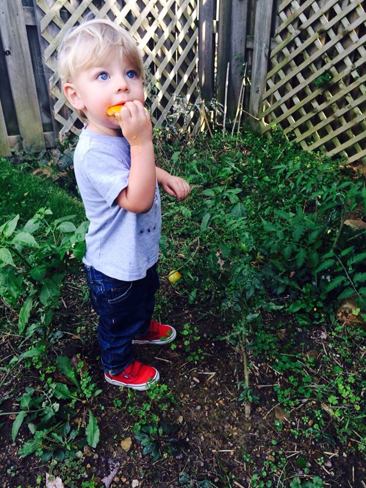 October 6, 2015 Β· Enjoying citrus among green tomatoes.