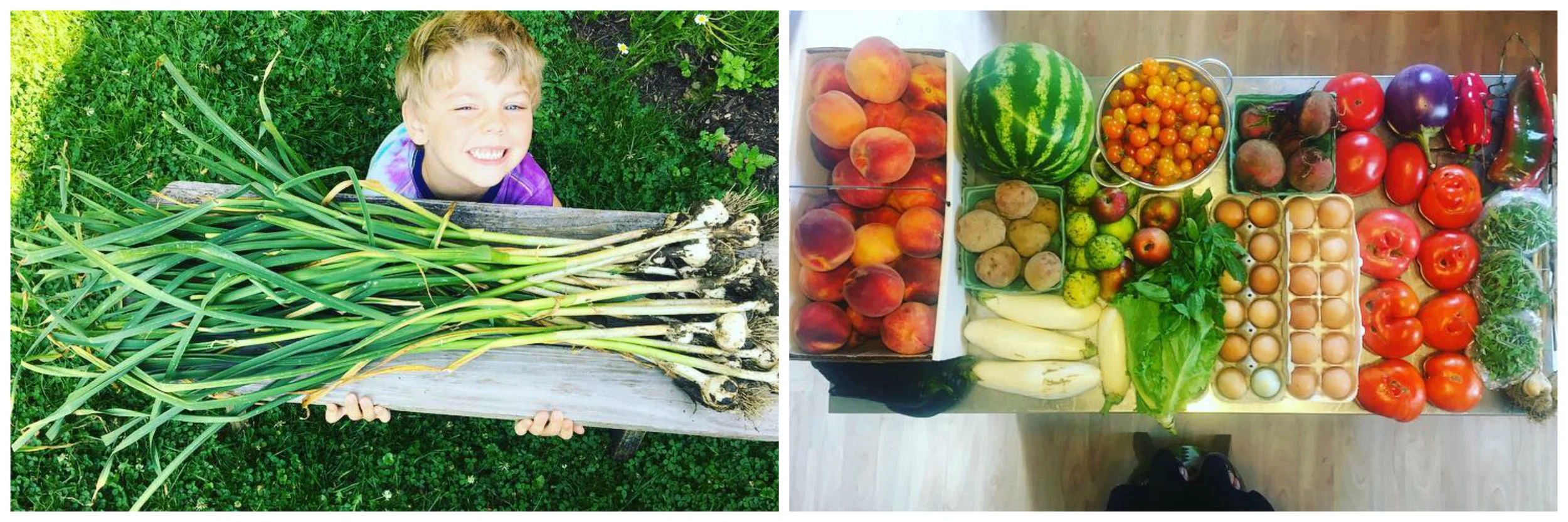 annual garlic harvest, weekly CSA haul