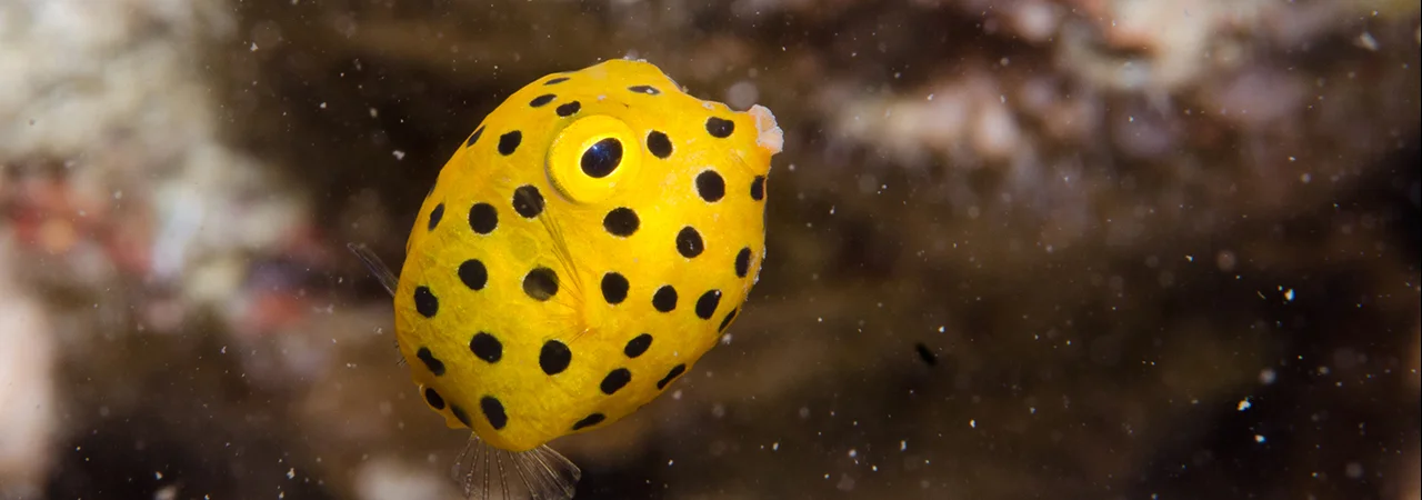 A juvenile box fish. Image courtesy of Emma Birdsey.