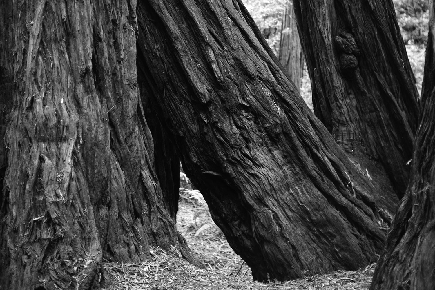 MuirWoodsCover.jpg
