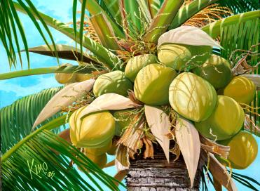Coconuts