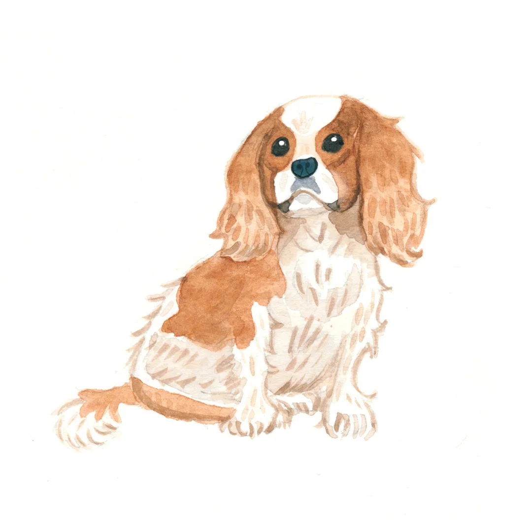 Pet Portraits