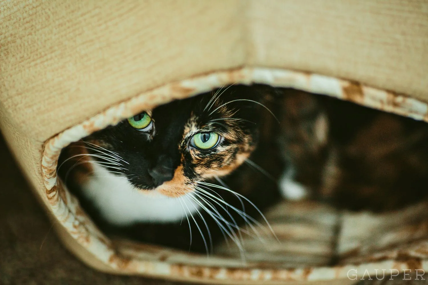 A Cat Mini Session!!