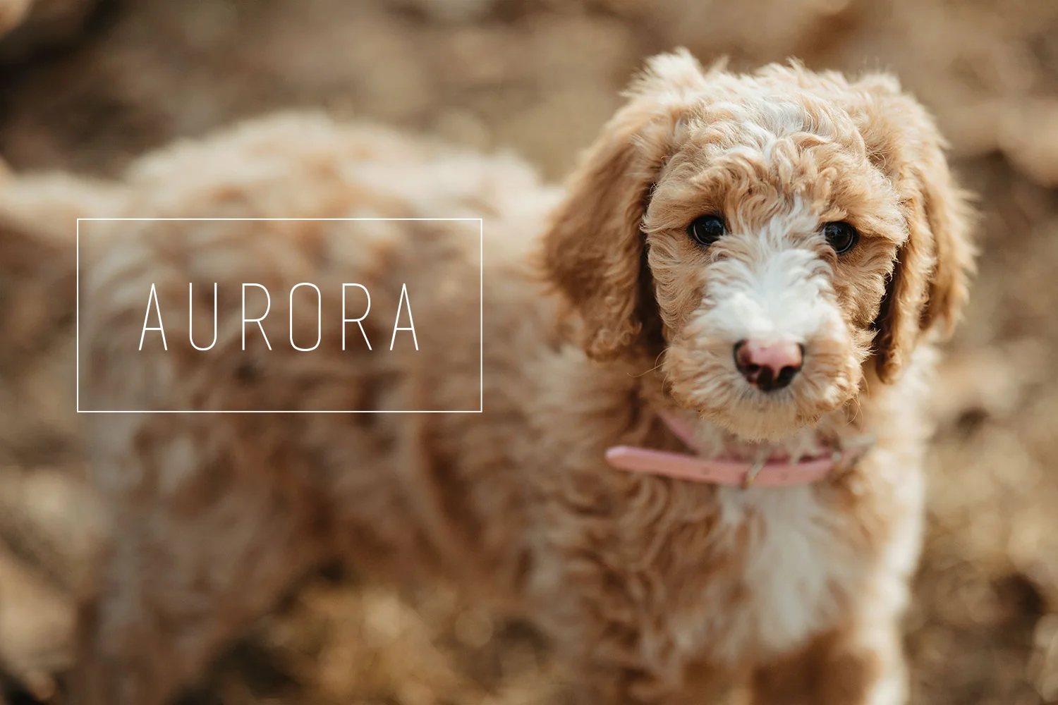 The Johnson Family // New Puppy - Aurora!! 