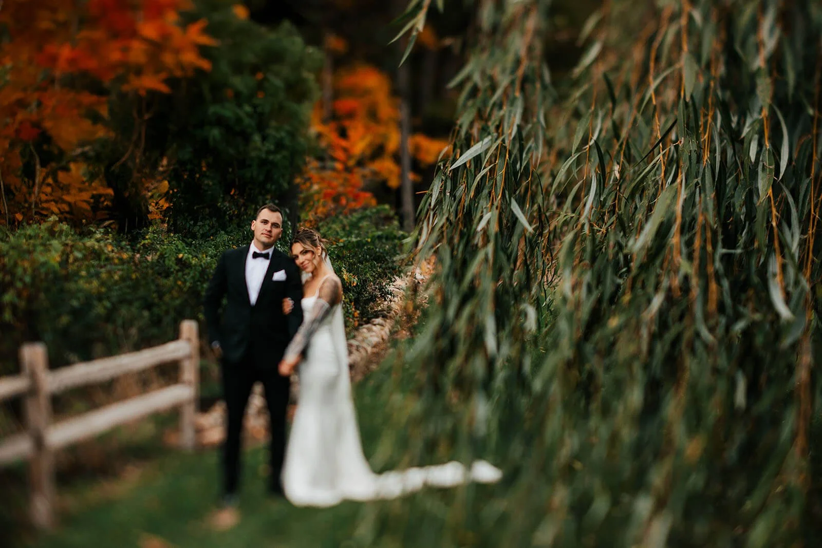 Westers Family Vineyard wedding photographer Jackson Michigan bride and groom by willow tree with fall foliage and split rail fence, best Michigan winery wedding photography