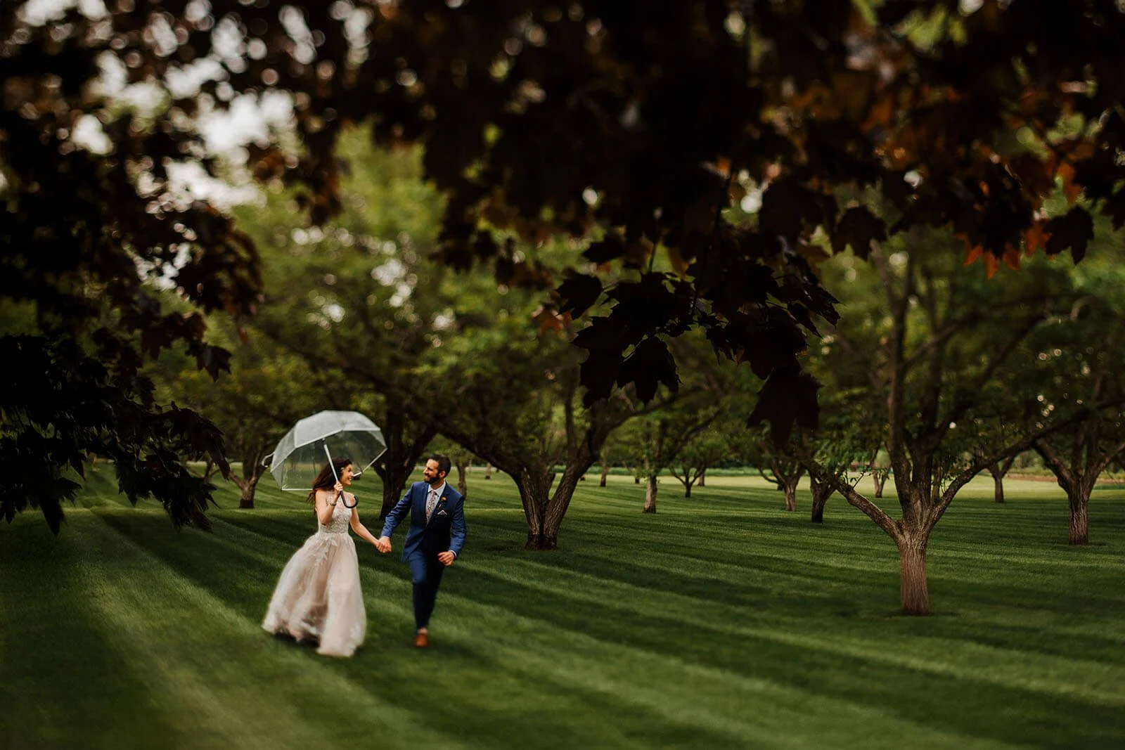 GAUPERphoto Berrien Springs Michigan backyard wedding bride and groom walking through orchard with clear umbrella, best documentary wedding photography Southwest Michigan