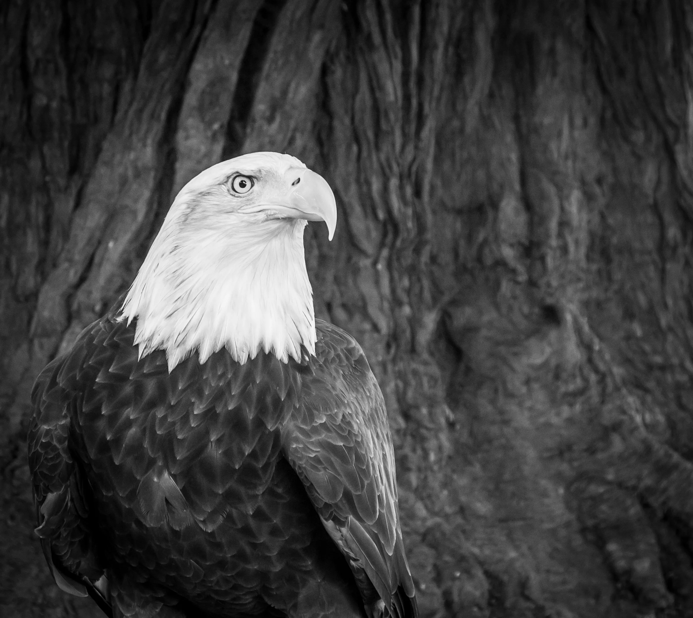 sequoia.jpg