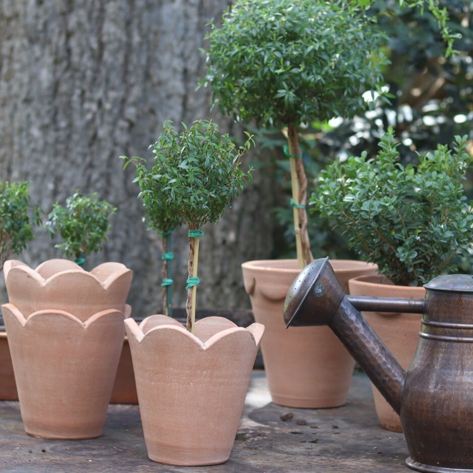 Pretty scallop terra cotta pots. Available for purchase on my website tomorrow evening 7pm cst. Four styles available.