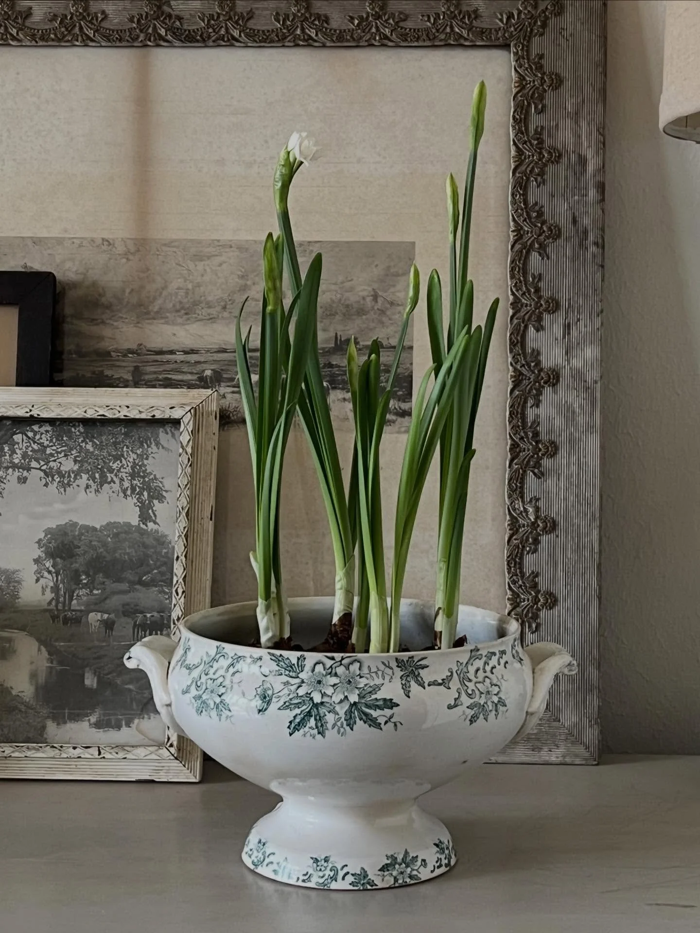 Hello&hellip; regrouping after the Winter show in Round Top @bigredbarnroundtop. I have a few pretty tureens with paperwhites available for local folks. DM if interested. 🤎