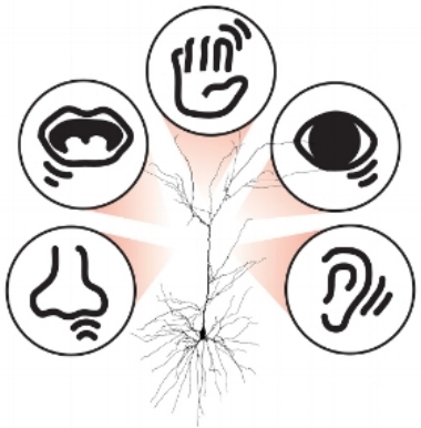 Senses+Neuron_NEW 500.jpg