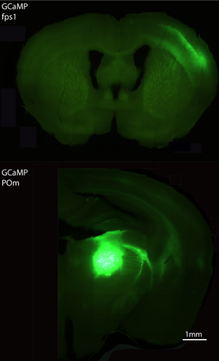 GCaMP expression in POm and fpS1 2 crop.png