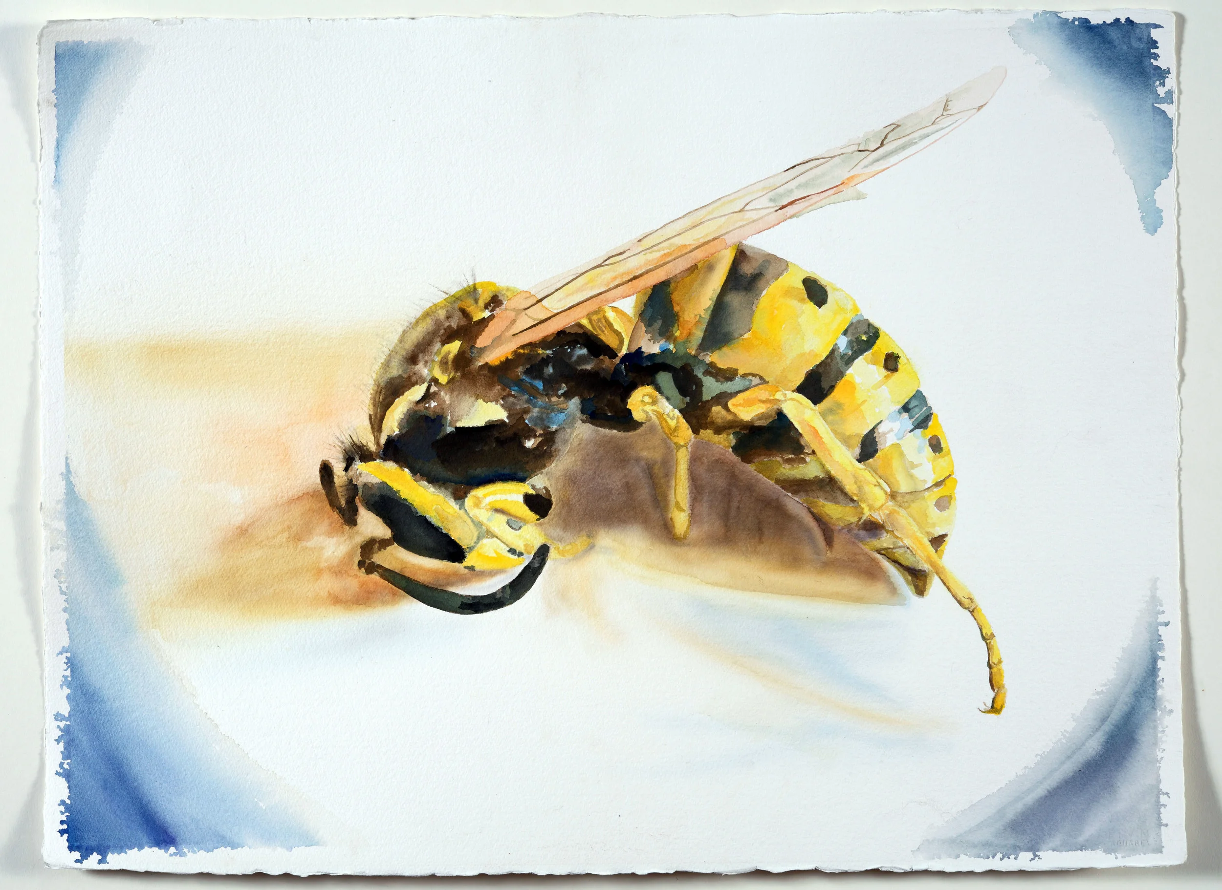 YellowJacket.jpg