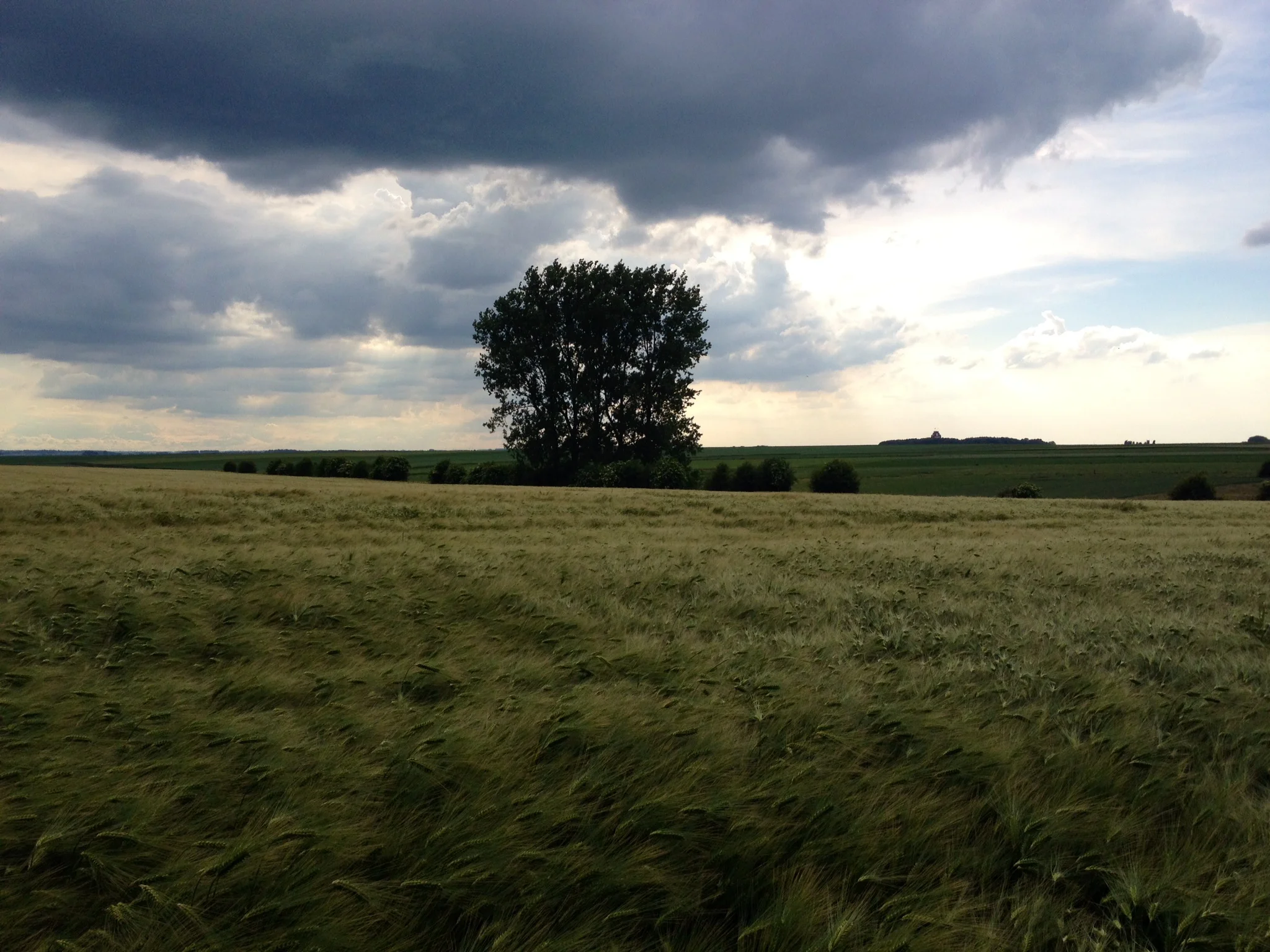 a field near Pozieres, looking over at the Thiepval memorial