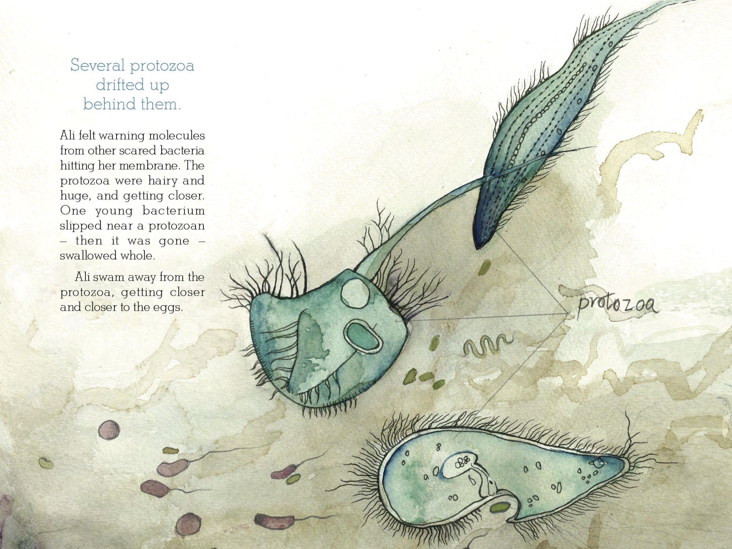 Selected page from The Squid, the Vibrio & the Moon. Written by Ailsa Wild, Illustrated by Aviva Reed and Created by Dr. Gregory Crocetti. Published by Scale Free Network, 2014.