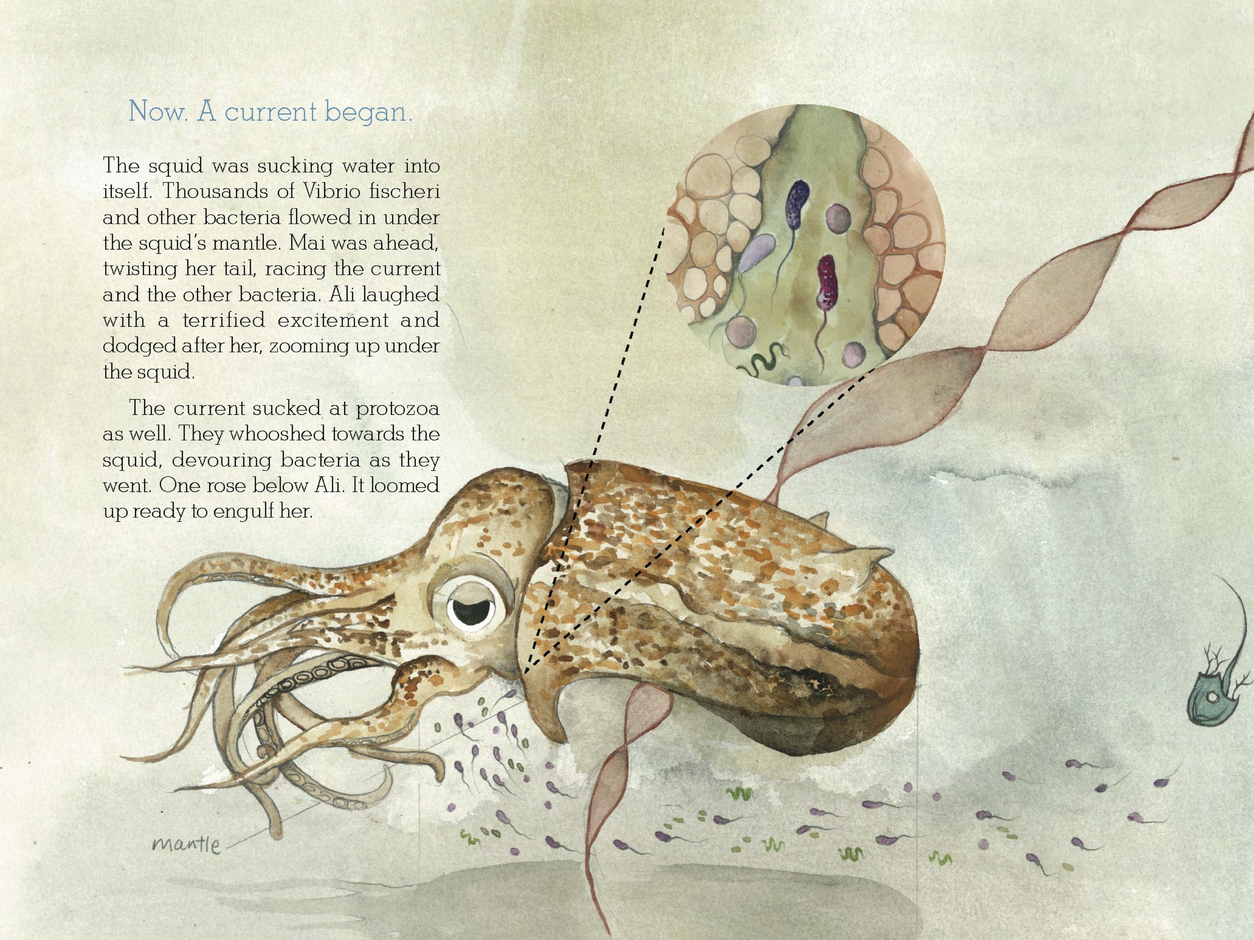 Copy of Selected page from The Squid, the Vibrio & the Moon. Written by Ailsa Wild, Illustrated by Aviva Reed and Created by Dr. Gregory Crocetti. Published by Scale Free Network, 2014.