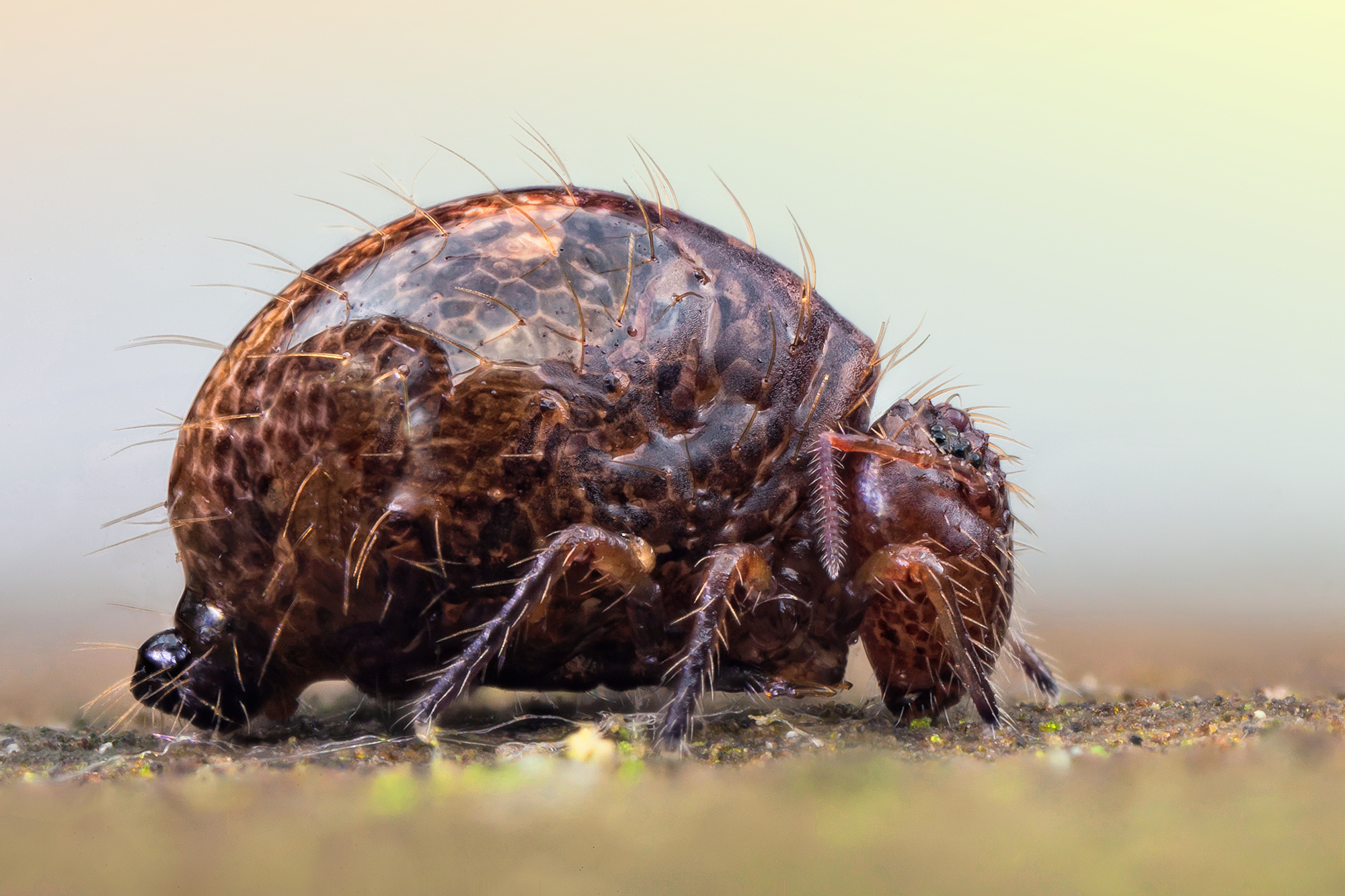 Inspirational Scientific Imagery: 100x magnified photograph of a springtail grazing on soil microbes.