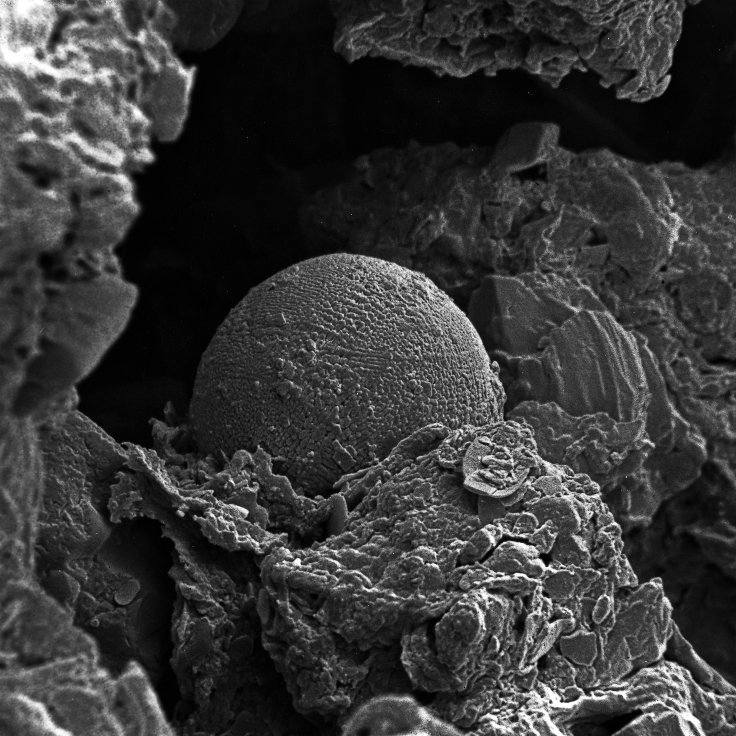 Copy of Inspirational Scientific Imagery: 3000x Magnification of a fungal spore nestled among soil particles. Electron micrograph by Thilo Eickhorst.