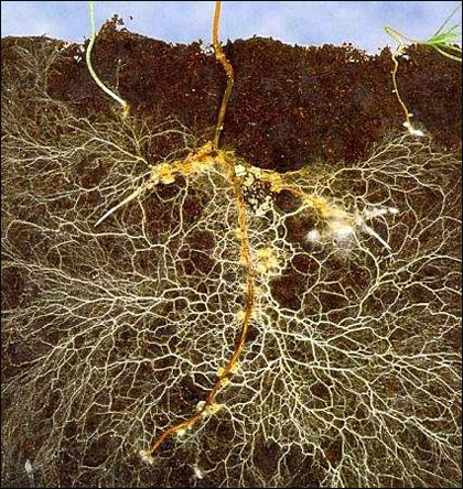 Inspirational Scientific Imagery: A tiny section of the 'Wood Wide Web'. Image of how a plant root is massively extended by its fungal partner (mycorrhizae).