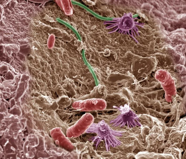 Copy of Inspirational Scientific Imagery: 3000x magnification electron micrograph of bacteria in a soil landscape.