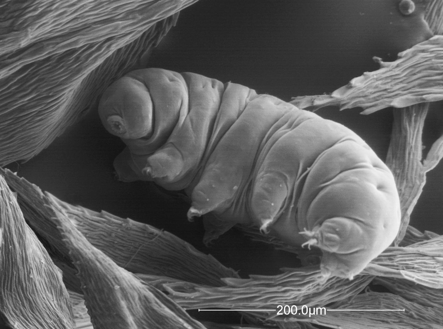 Copy of Inspirational Scientific Imagery: 500x magnification electron micrograph of a Water Bear (also known as a moss piglet or Tardigrade) - found in all healthy soil environments.