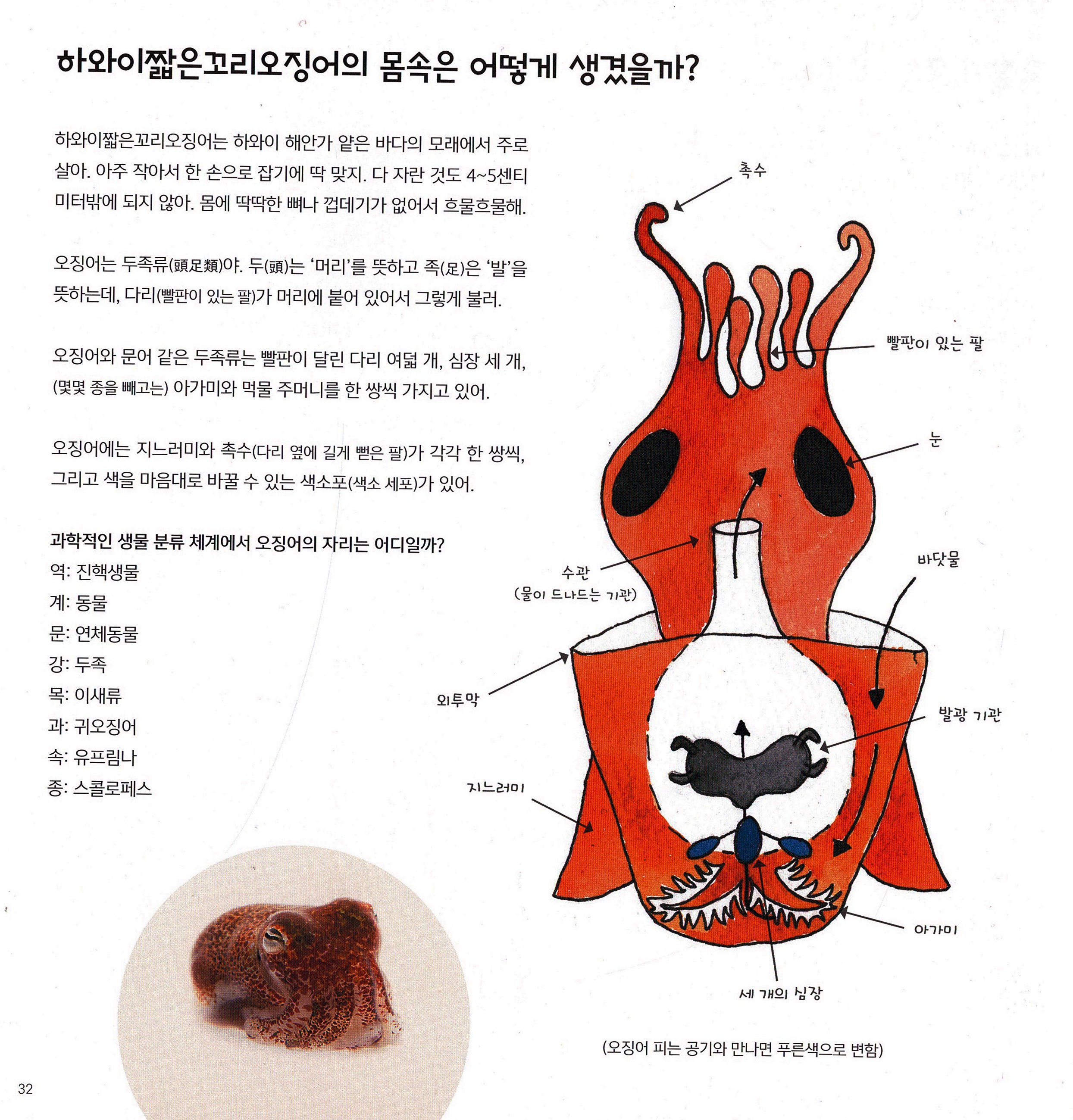 SVM-korean-squid.jpg